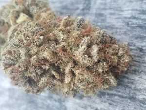 9lb alpha dog strain review 2018