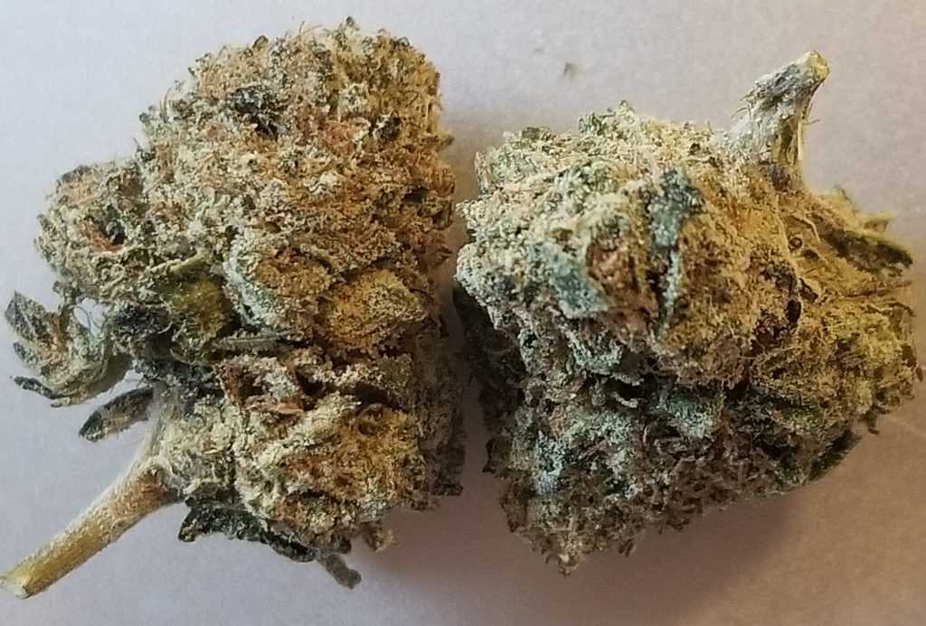 Grease Monkey Strain Smoke Report