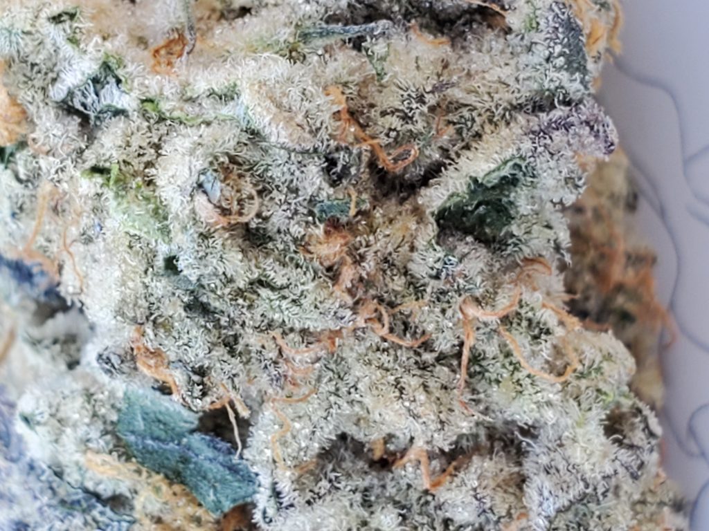 Oreo Cookie Strain is Truly Mind Numbing